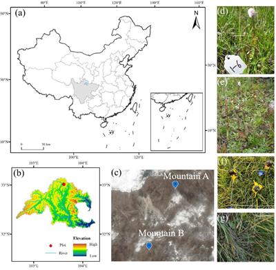 Divergent responses of plant functional traits and biomass allocation to slope aspects in four perennial herbs of the alpine meadow ecosystem